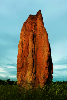 BOOK｜動物が築いた神秘的な形状の数々　写真集「建築する動物」