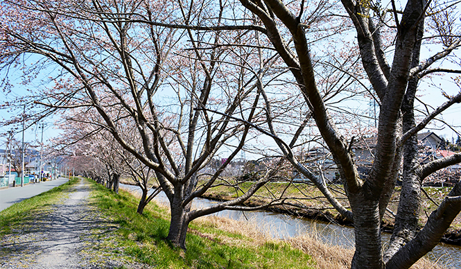 連載｜気仙沼便り｜3月「桜を待ち、次の再会を心に別れを告げる」
