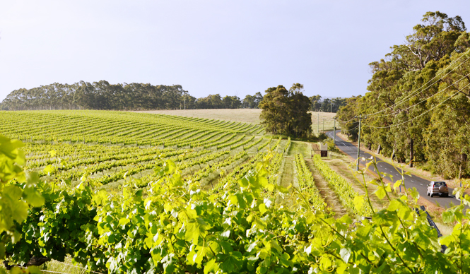 美食大陸オーストラリア、美食とワインをめぐる旅へ|西オーストラリア州 マーガレット・リバー|特集