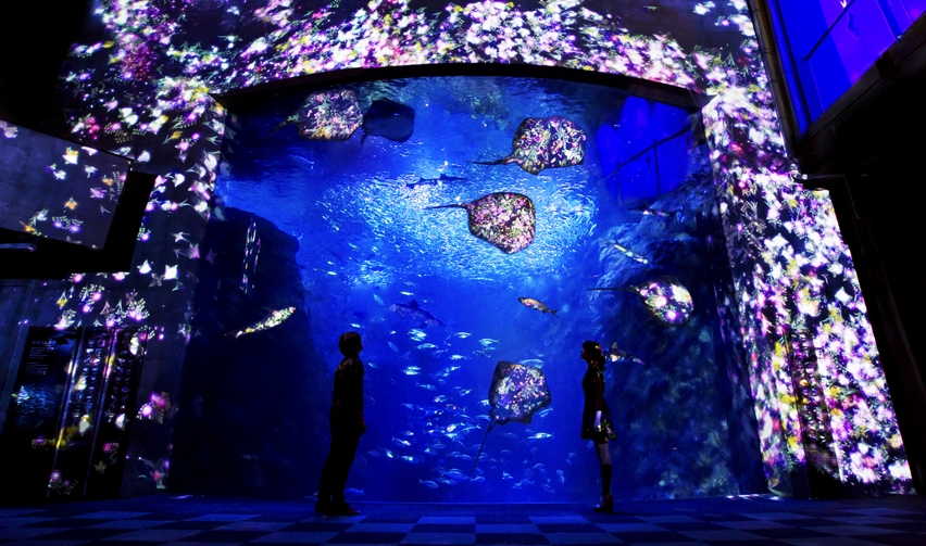『えのすい×チームラボ ナイトワンダーアクアリウム2015』|ENOSHIMA AQUARIUM