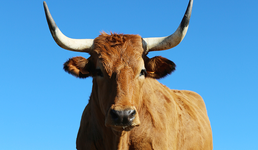 世界一のステーキを求めて食べ歩くドキュメンタリー『ステーキ・レボリューション』｜MOVIE