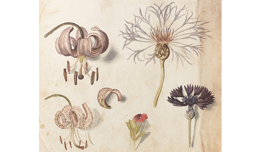 植物画を愛でる「イングリッシュ・ガーデン」展が開催｜ART