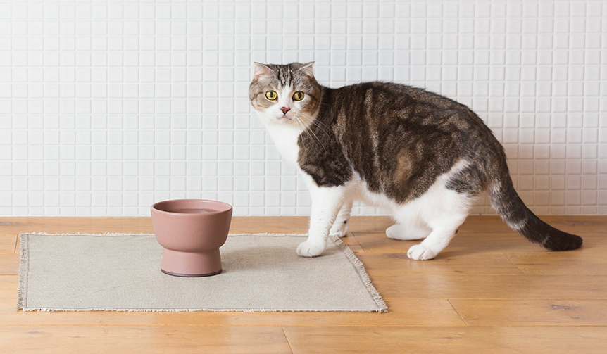 大谷焼の猫用水飲み器「Cat Water Bowl」をリリース|RINN
