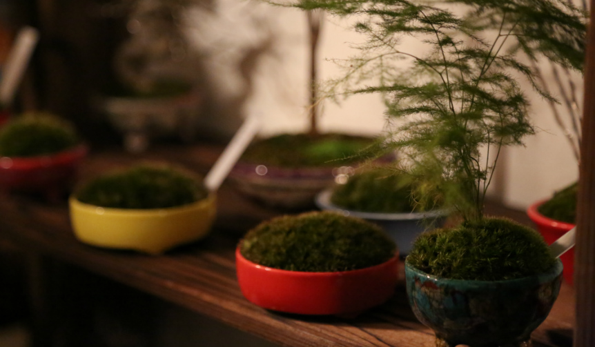 盆栽の新たな魅力を追求するイベント「Deeply Love BONSAI」開催|ART