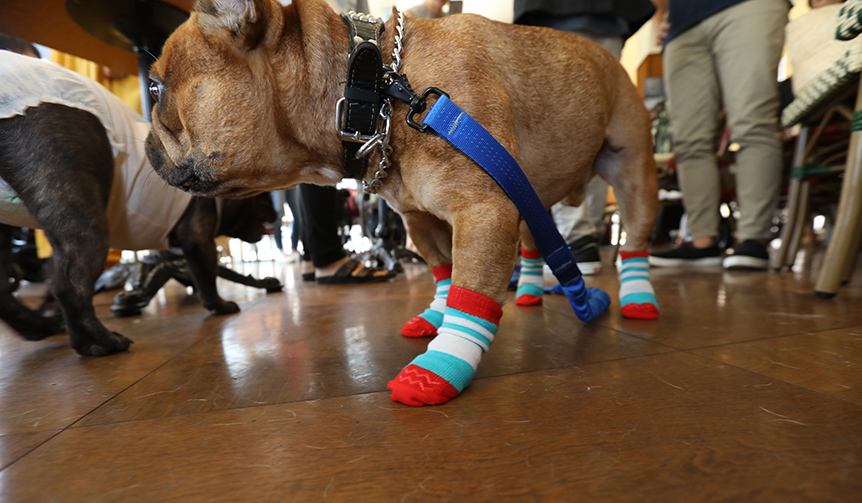 犬の靴・靴下専門店が開発した犬用靴下「Skitter」｜docdog