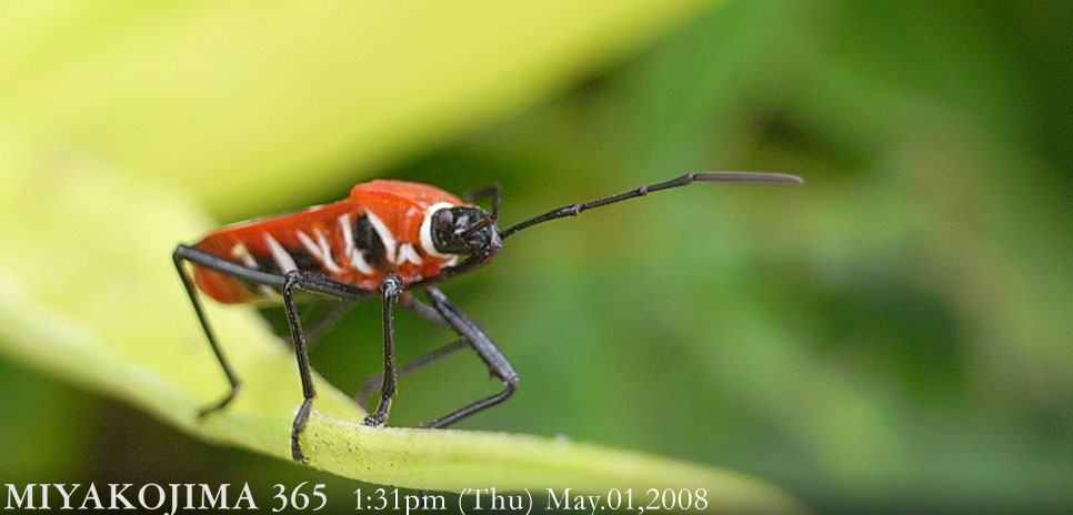  MIYAKOJIMA365 , May 2008