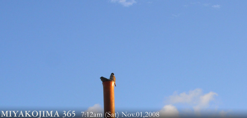  MIYAKOJIMA365 , Novenber 2008
