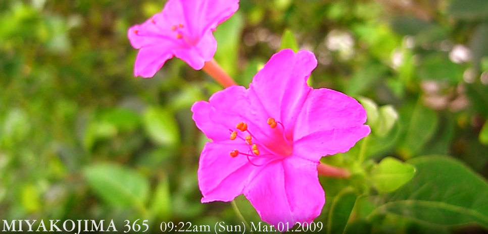  MIYAKOJIMA365 , March 2009