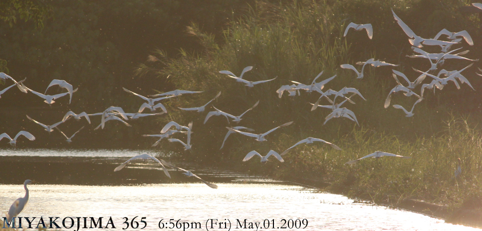  MIYAKOJIMA365 , May 2009