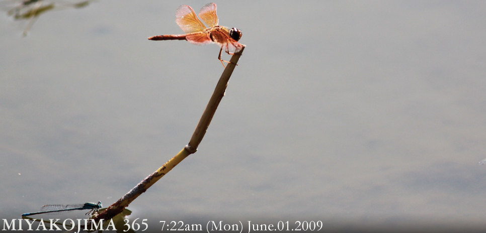  MIYAKOJIMA365 , June 2009