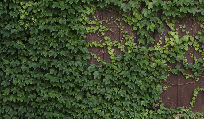  『タイ・レイ・タイ・レオ』プロジェクト発表。　高木正勝インタビュー ギャラリー