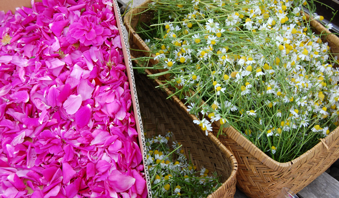  AROMATHERAPY AND YOU Vol.2 ギャラリー