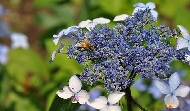  新連載『みどりの触知学』のスタートにあたって ギャラリー
