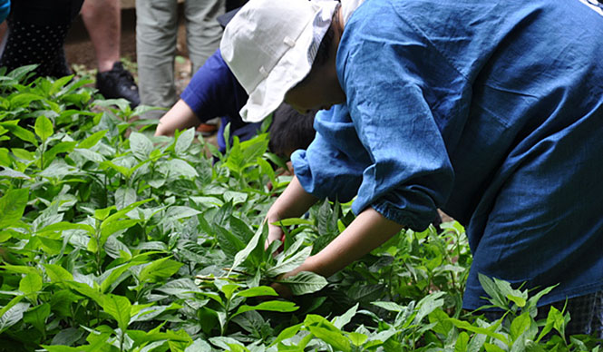  塚田有一│みどりの触知学 第2回：藍の焦げあと ギャラリー