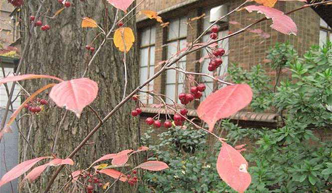  塚田有一│みどりの触知学 第3回：紅花 艶紅 うつし紅 そして笹紅（ささべに） ギャラリー