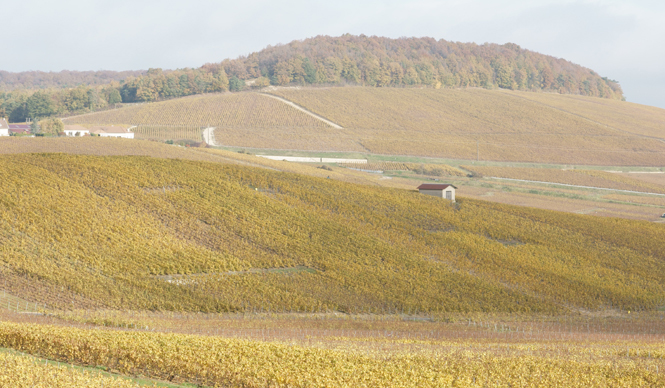  フランス シャンパーニュ紀行｜Chapter 1｜ボランジェ｜Bollinger ギャラリー