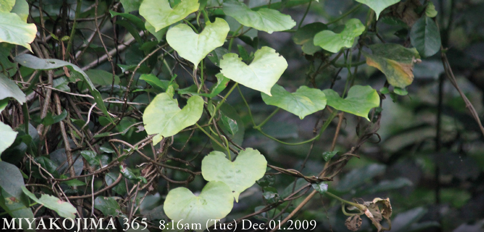  MIYAKOJIMA365 , December 2009