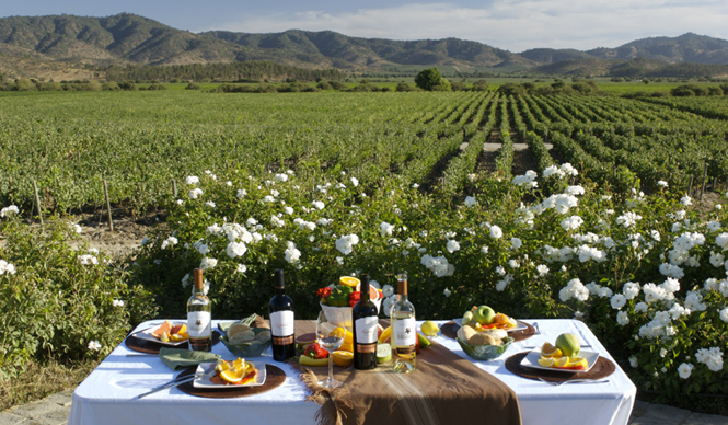  チリワイン「ヴィーニャ・ベンティスケーロ」｜VINA VENTISQUERO ギャラリー