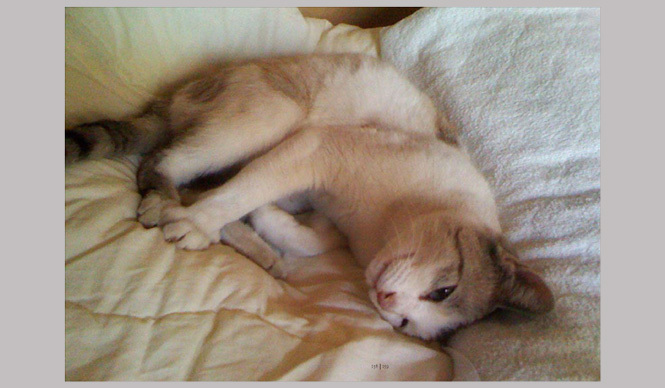  BOOK｜Cat-and-Me.comから生まれた本『猫とくらす』 ギャラリー