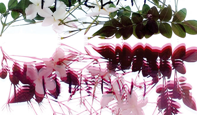  KORRES｜ハーブ大国ギリシャ生まれの「コレス ナチュラル プロダクト」 ギャラリー