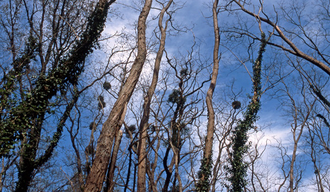  MATSUNAGA Manabu｜Vol.1 ル・シクロップの庭 ギャラリー