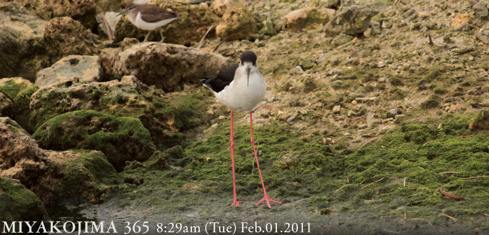  MIYAKOJIMA365｜February 2011