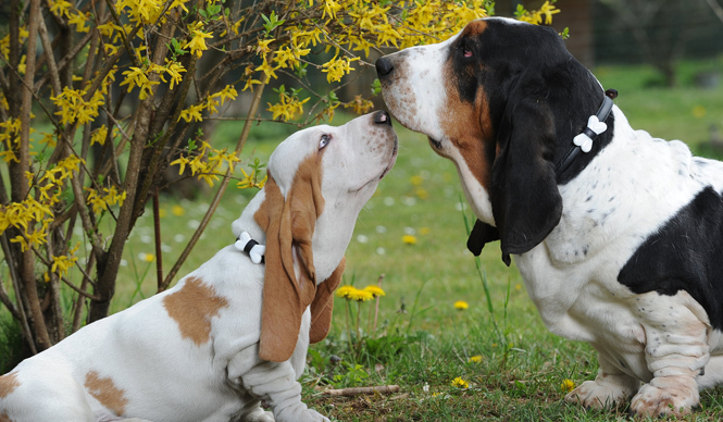  MOSCHINO｜モスキーノのペットコレクションが限定発売！ ギャラリー