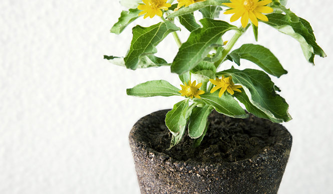  Snow Peak×Perrocaliente｜大地を抜き取ったプランター「EARTH」 ギャラリー