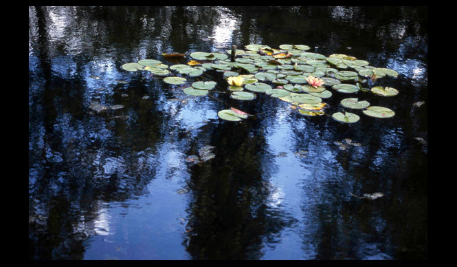  松永 学｜Vol.6 クロード・モネの睡蓮の庭