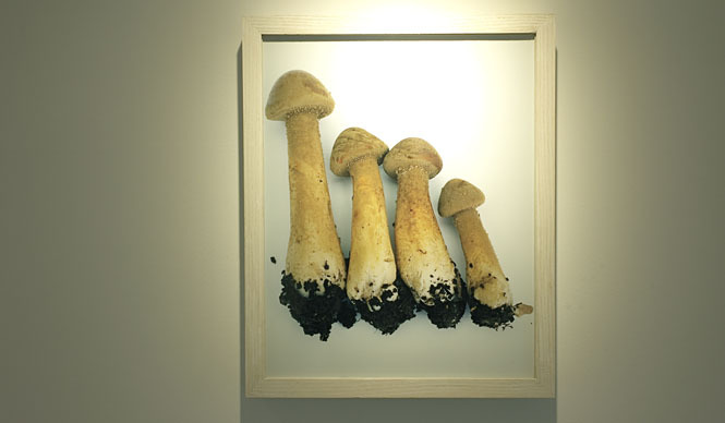 REPORT｜ホンマタカシ新作写真展「その森の子供 mushrooms from the forest 2011」 ギャラリー