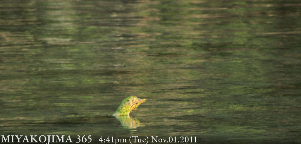  MIYAKOJIMA365｜November 2011