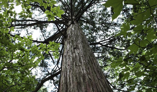 森の神に会う旅～岐阜・東濃地域の「宿」「自然」「文化」～Chapter 1 ギャラリー