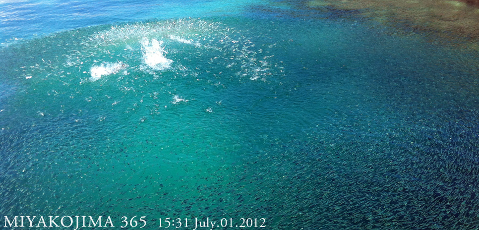  MIYAKOJIMA365｜July 2012