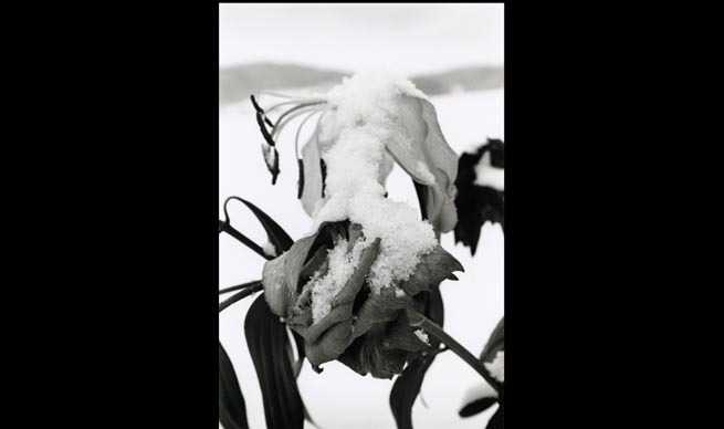 「操上和美―時のポートレイト　ノスタルジックな存在になりかけた時間。」展　開催