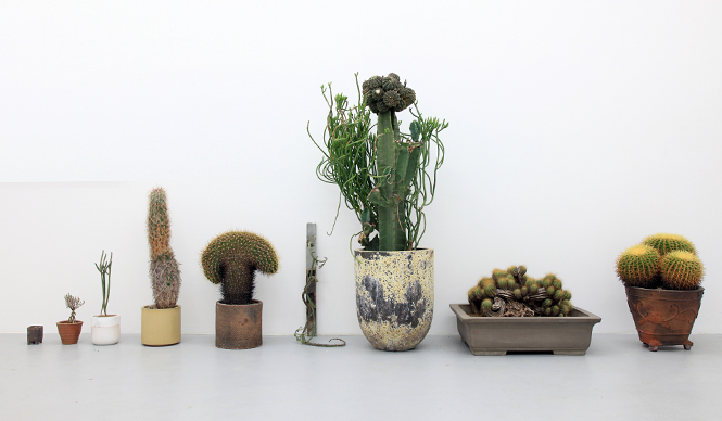 ART｜“いい顔してる”植物たち250点を一堂に展示『植物も個性の時代』 ギャラリー