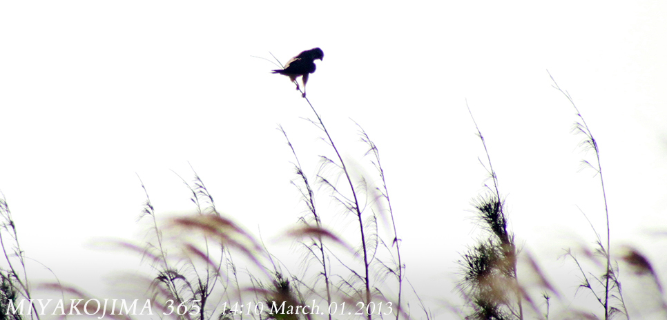  MIYAKOJIMA365｜March 2013