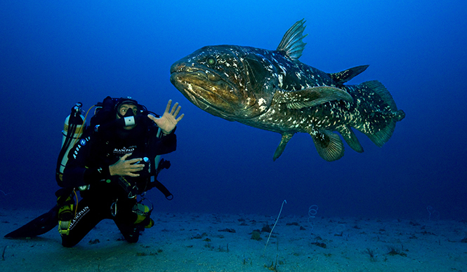 BLANCPAIN│海底に棲む伝説の海洋生物、シーラカンスに出会う ギャラリー