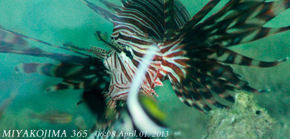  MIYAKOJIMA365｜April 2013