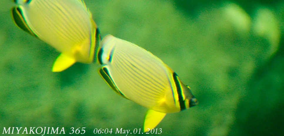  MIYAKOJIMA365｜May 2013