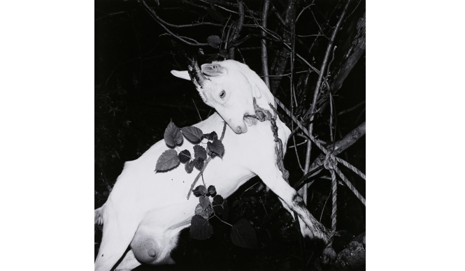 ART｜須田一政写真展『凪の片』を東京都写真美術館で開催