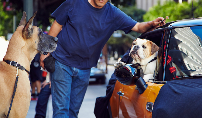 新型MINI、CMの主役はブルドッグ｜MINI ギャラリー