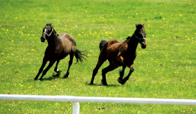 MOVIE｜1頭の馬を追うドキュメンタリー『祭の馬』 ギャラリー