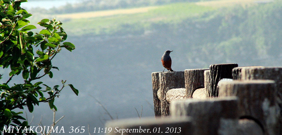  MIYAKOJIMA365｜September 2013