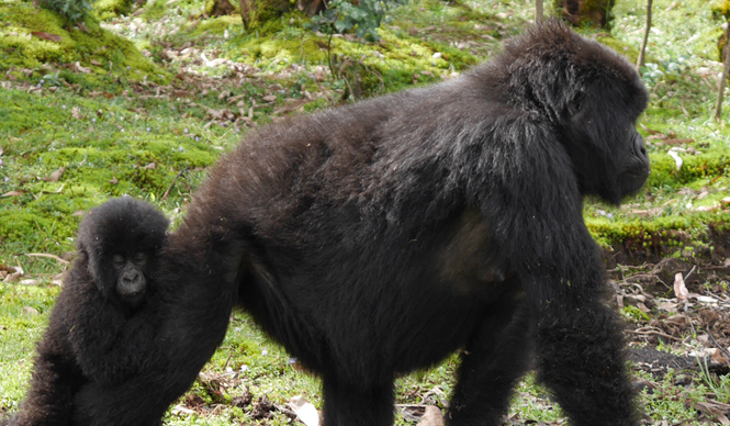 特集｜アフリカ霧中紀行｜マウンテンゴリラを探して ギャラリー