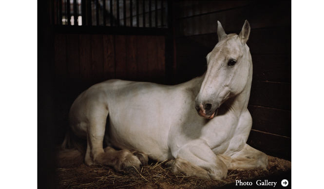 ART｜オランダ人写真家シャルロット・デュマ『ANIMA』展をギャラリー916で開催