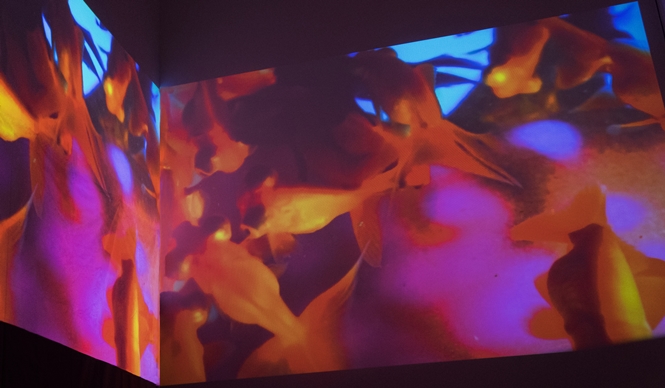 ART｜原美術館で『蜷川実花：Self-image』展　ギャラリー