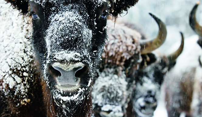 BOOK｜世界最高峰のネイチャー写真賞50周年記念、受賞作品でたどるネイチャーフォト『世界一の動物写真』 ギャラリー