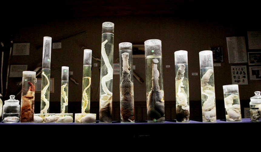 アイスランド「ペニス博物館」で繰り広げられる珍騒動に密着｜MOVIE ギャラリー