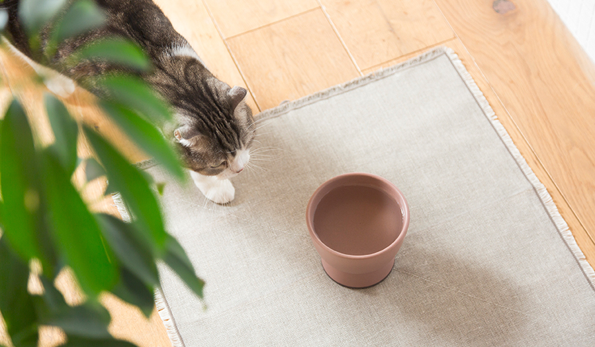 大谷焼の猫用水飲み器「Cat Water Bowl」をリリース｜RINN ギャラリー