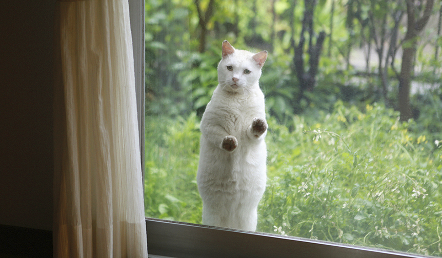 フォトエキシビション「どこへ行っても猫と犬」が開催｜ART ギャラリー